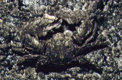 Broad-clawed Porcelain Crab (Porcellana platycheles)